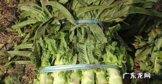 春季种植莴笋时怎么密植如何管理