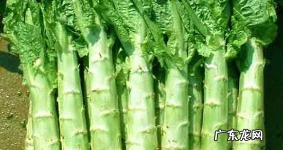 春季种植莴笋时怎么密植如何管理
