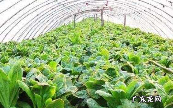 春季种植莴笋时怎么密植如何管理