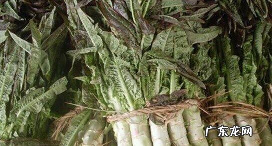 春季种植莴笋时怎么密植如何管理