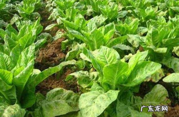 春季种植莴笋时怎么密植如何管理