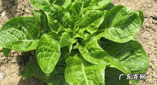 春季种植莴笋时怎么密植如何管理