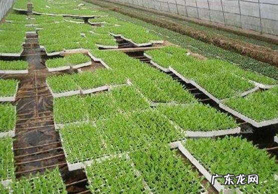 春季种植莴笋时怎么密植如何管理