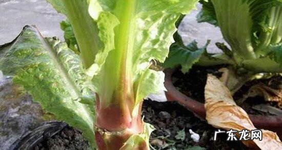 春季种植莴笋时怎么密植如何管理