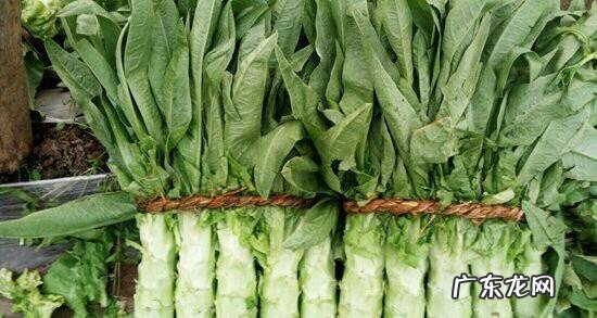 春季种植莴笋时怎么密植如何管理