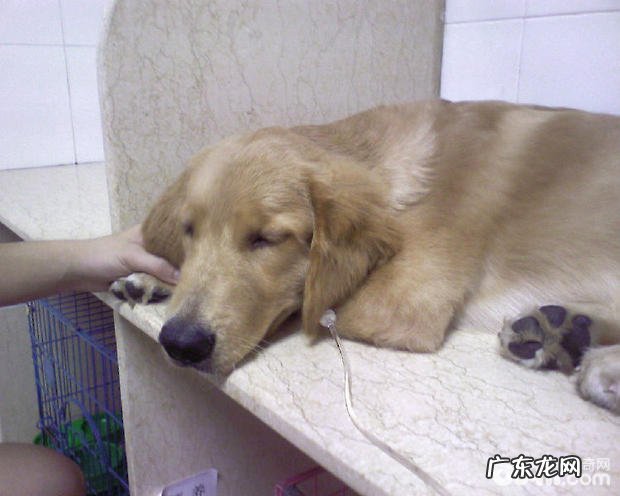 犬退热药皮肤过敏的临床治疗