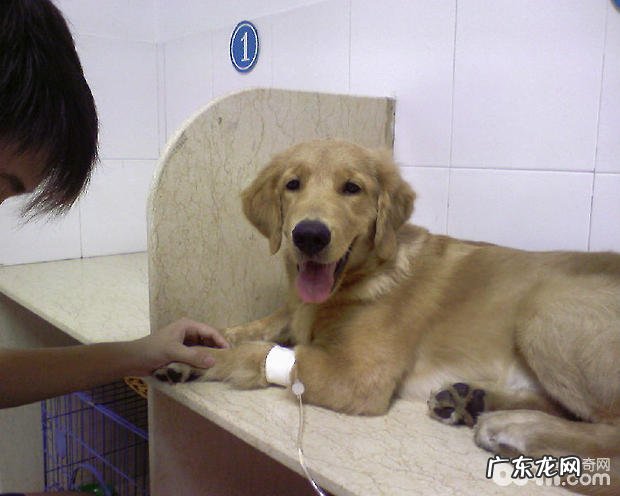 犬退热药皮肤过敏的临床治疗