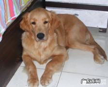 犬退热药皮肤过敏的临床治疗