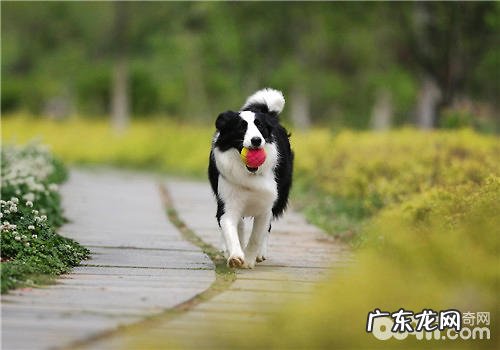 边牧驱虫药的挑选与操作方法