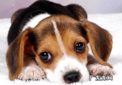 小狗心率失常解决