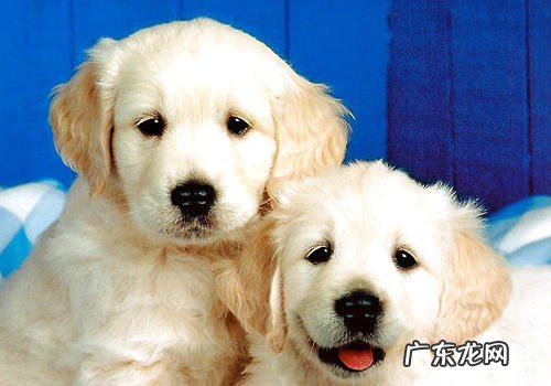 如何处理狗狗感冒