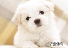 如何处理狗狗感冒