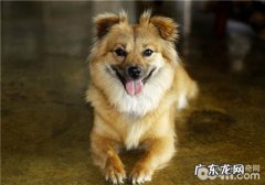 小狗去虱子的三大提议