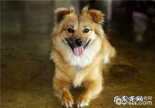 小狗去虱子的三大提议