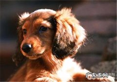 狗狗感冒的普遍病发缘故