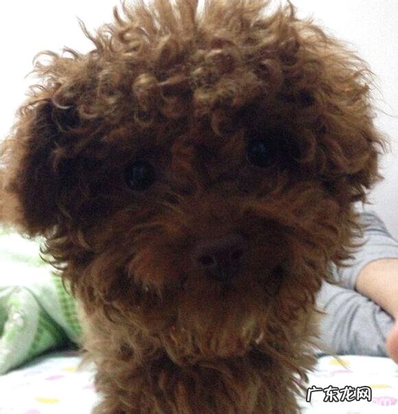 犬漫性慢性肾衰的诊治感受