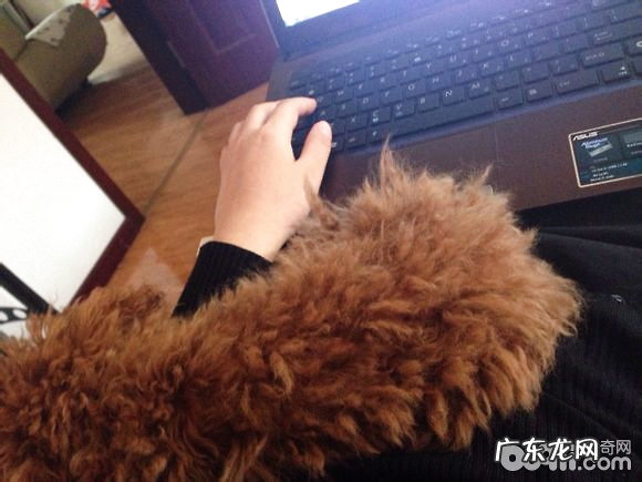 犬漫性慢性肾衰的诊治感受