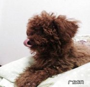 犬漫性慢性肾衰的诊治感受