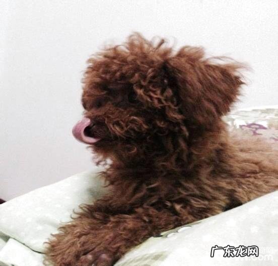 犬漫性慢性肾衰的诊治感受