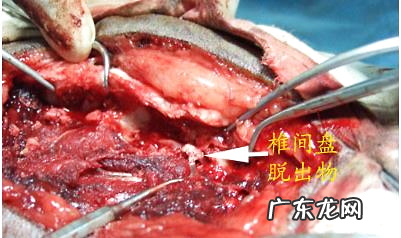 犬腰椎间盘疾病的治疗