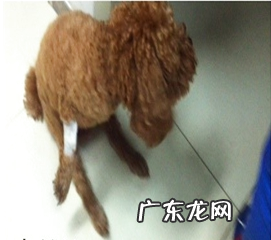 犬腰椎间盘疾病的治疗