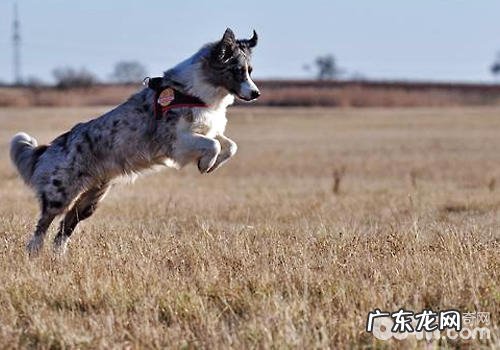 为何小狗刨腹产的占比持续增长