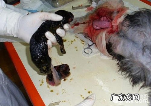 为何小狗刨腹产的占比持续增长