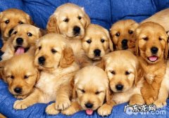 生殖系统生长激素对小狗生殖系统功能的危害