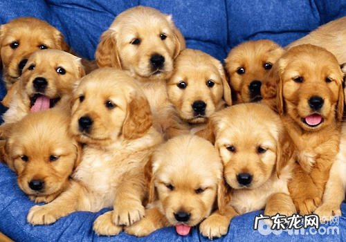 生殖系统生长激素对小狗生殖系统功能的危害