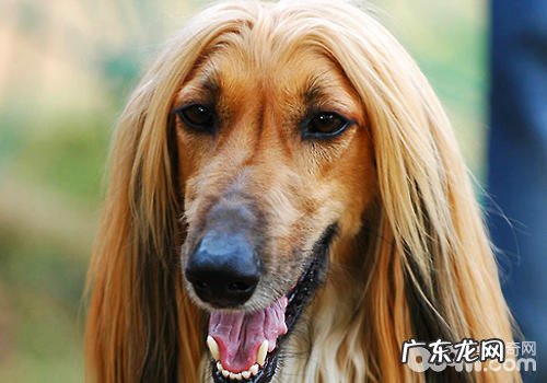 小狗洁牙有哪些风险性