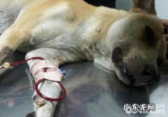 小狗能为猫猫静脉注射吗