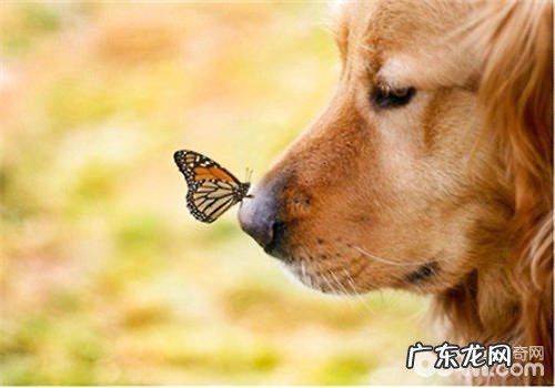 春天小狗常见的疾病有什么