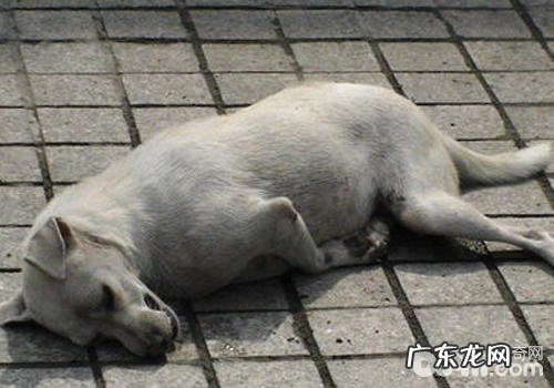 狗狗抽搐的解决方式