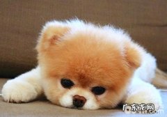 狗狗抽搐的解决方式