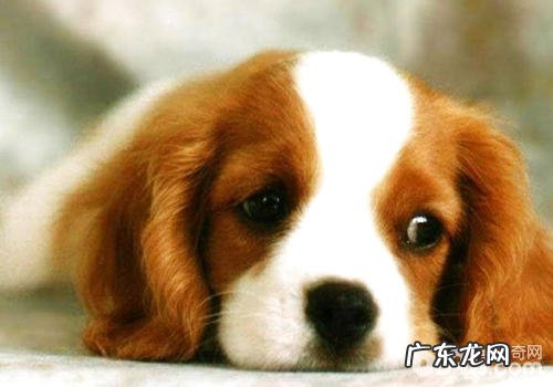 小狗的身上忽然长包该怎么办