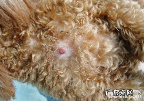 小狗的身上忽然长包该怎么办