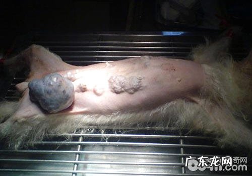小狗的身上忽然长包该怎么办