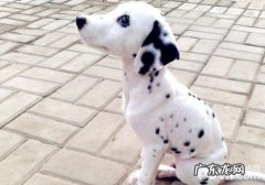 小狗没法站起是怎样造成的