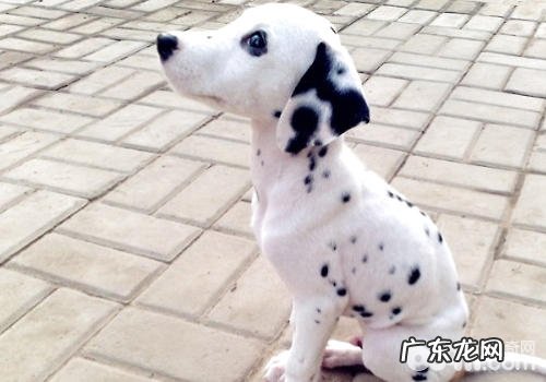 小狗没法站起是怎样造成的