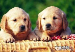 交配母狗一样很重要