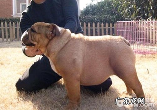 交配母狗一样很重要