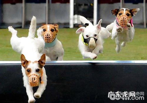 小狗健身运动负伤后的易生病