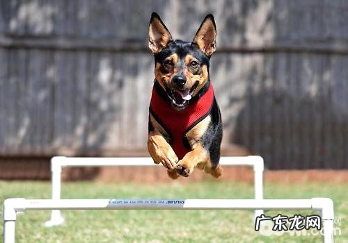 小狗健身运动负伤后的易生病