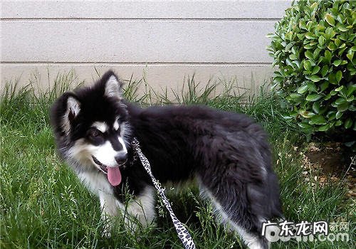 普遍的9种人畜共患病及防止关键点