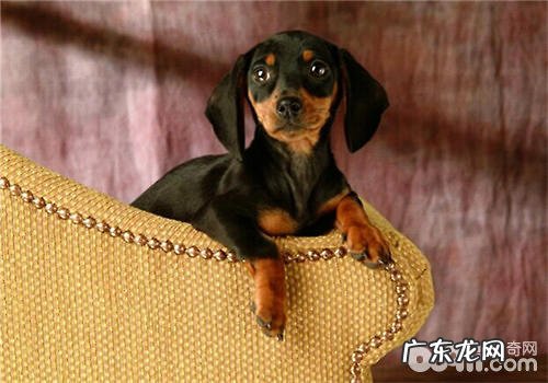 小狗夜里咳嗽怎么办