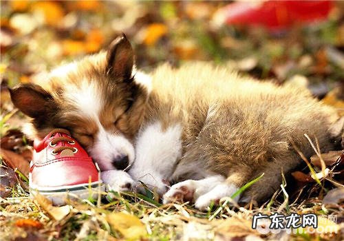 小狗夜里咳嗽怎么办