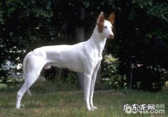 得癌小狗有什么症状