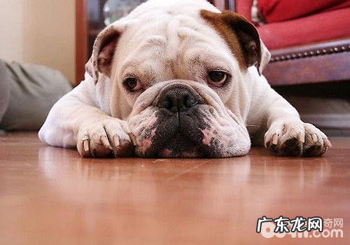 得癌小狗有什么症状