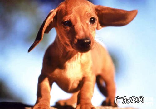 小狗的身上有小黑点的缘故