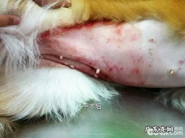 母狗子宫肌瘤造成 不孕症病例分析